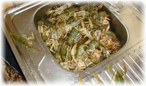 Раки можно замораживать свежие