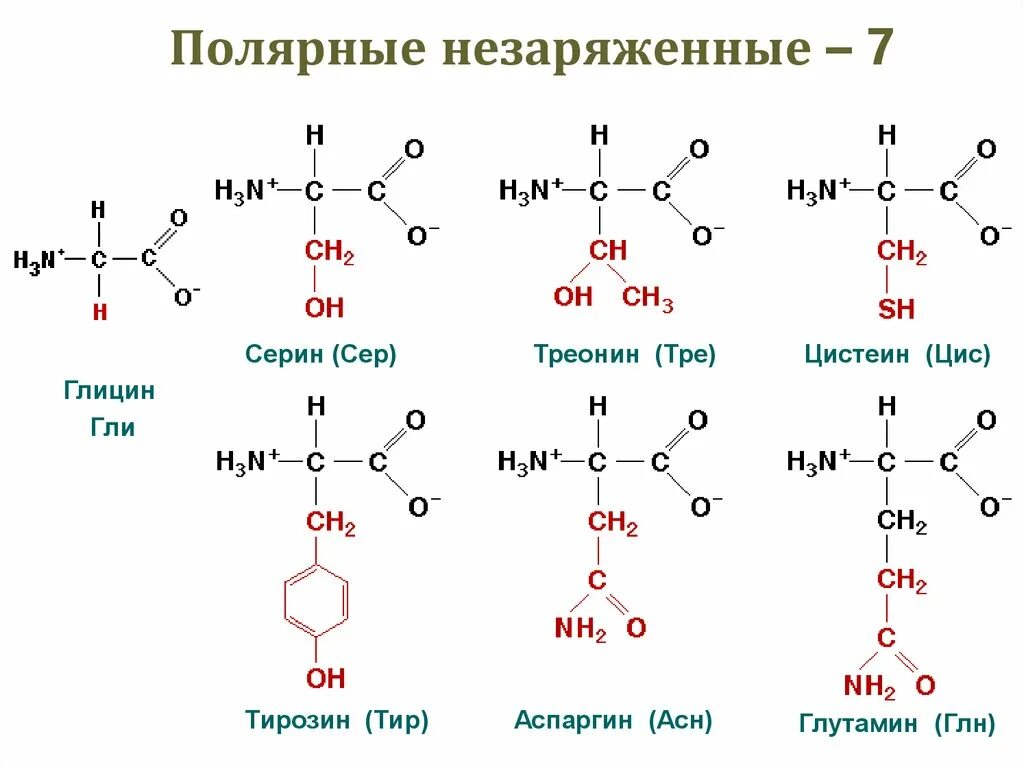 Ала гис про. Цис фен сер формула. Серин треонин глутамин. Трипептид фен – гли – цис формула. Глицин серин треонин цистеин тирозин аспаргин глутамин.