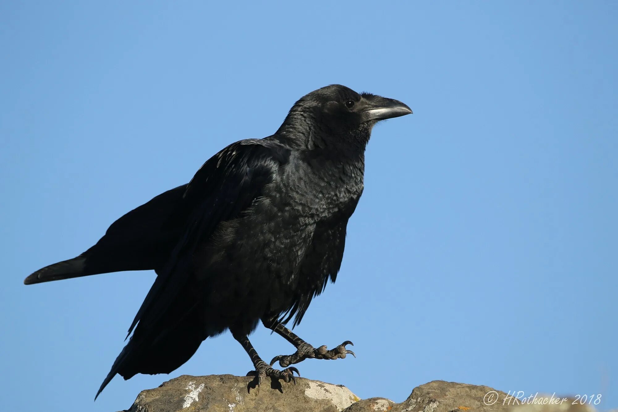 Ворон 35 ранг. Corvus corax птица. Черный ворон. Молодая ворона. Ворон 30.