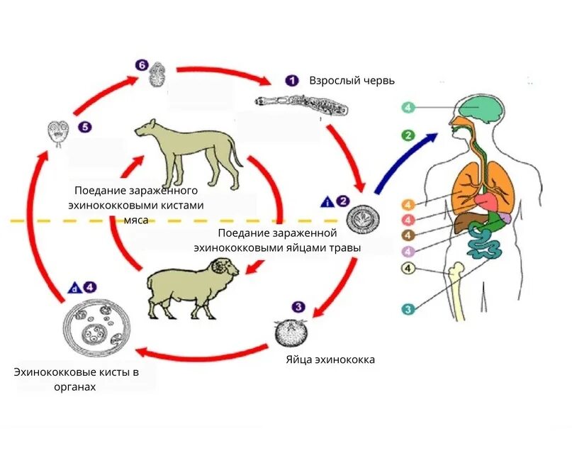 Можно ли считать человека промежуточным хозяином эхинококка. Эхинококк основной и промежуточный хозяин. Промежуточный хозяин эхинококка является. Человек промежуточный хозяин для паразитов. Цикл развития эхинококка ЕГЭ биология.