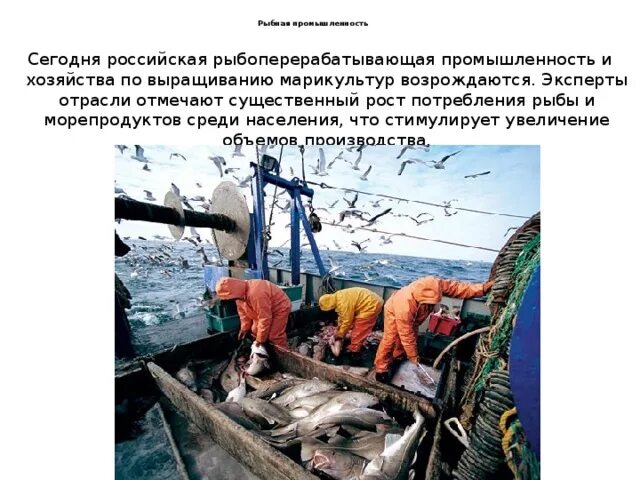 Рыбная промышленность является отраслью специализации. Перспективы рыбной отрасли. Рыбная промышленность России. Центры рыбной промышленности. Задачи рыбной промышленности.
