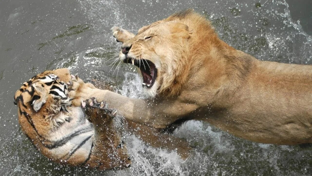 Сильная схватка. Тигр vs Лев. Лев против тигра.