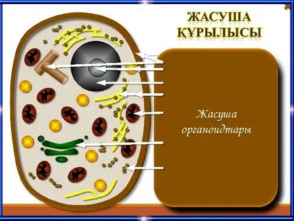 Үлкен емізіктердің үй фотосы