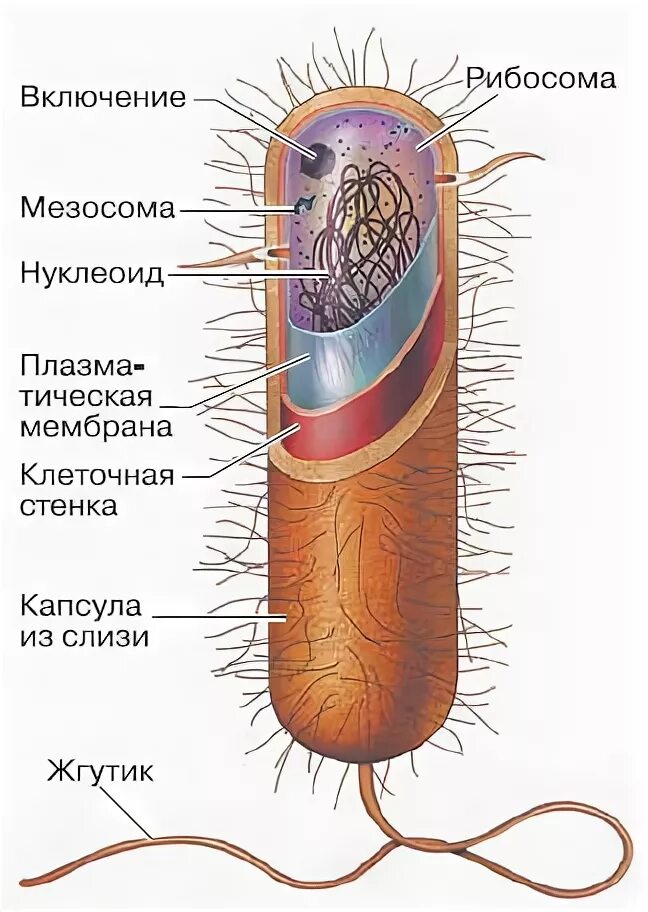 Мезосома прокариотическая клетка. Мезосомы бактерий функции. Строение бактериальной клетки мезосома это. Мезосомы бактерий строение. Мезосомы в прокариотической.