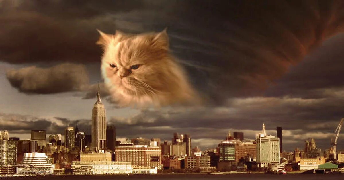 Кошка матильда инопланетянка. Милый котик. Света и коты. Бирюзовый кот. Кошки красивые необычные.