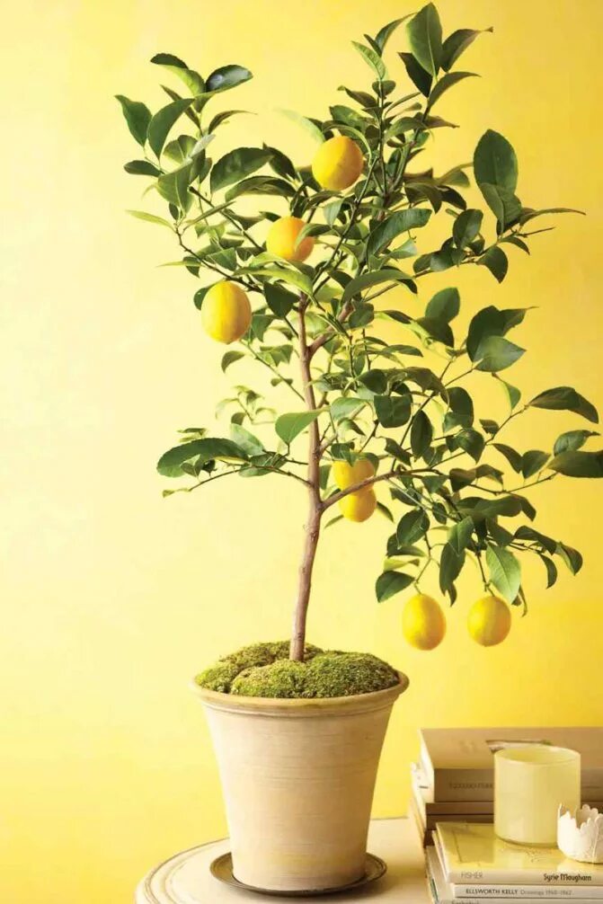 Сколько домашний лимон. Лимон дерево. Лимон дерево домашнее. Прививаем каламондин. Лимон ремонтантный сорт.