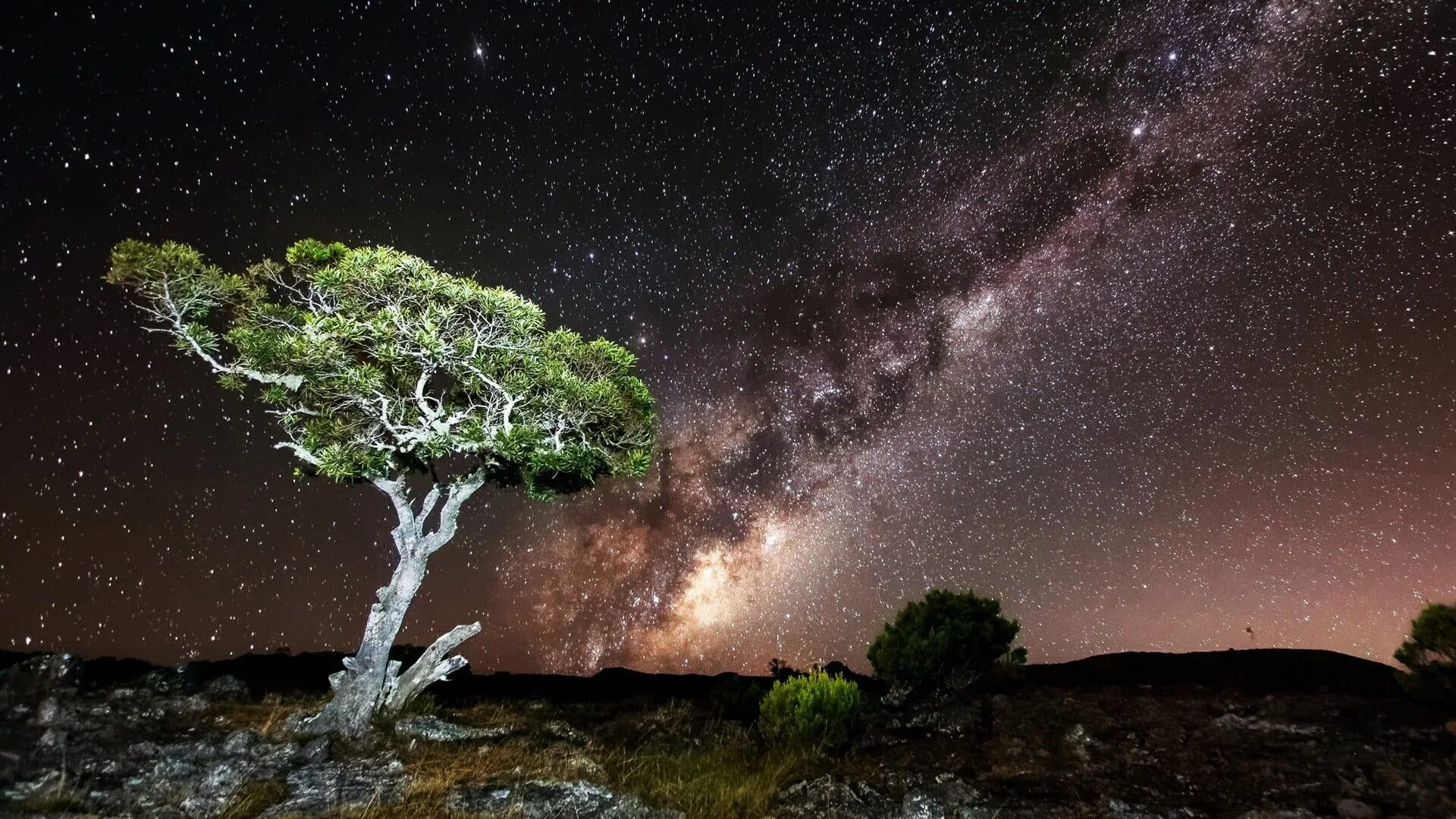Сосна Milky way. Природа космос. Дерево в космосе. Звездное дерево. Tree star
