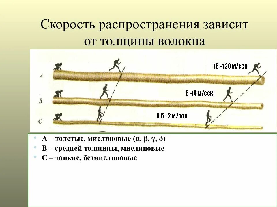 Толщина сетчатки в норме. Толщина волокна. K в текстильном волокне формула. Свойства волокон льна и хлопка. Толщина волокна.
