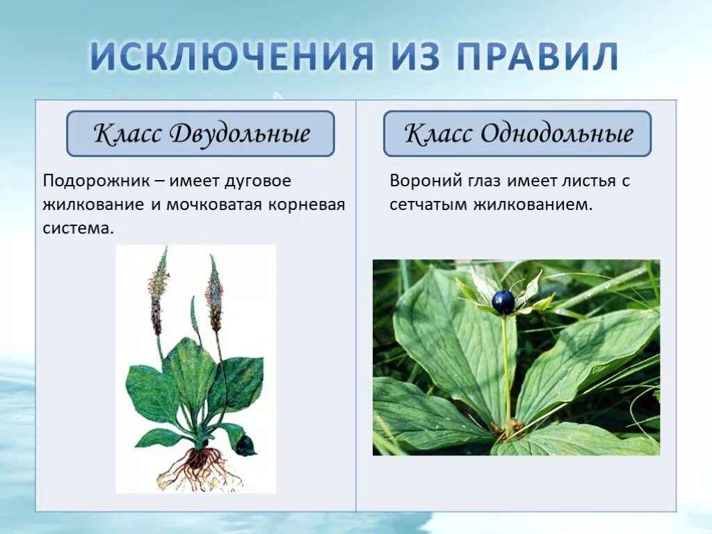 Жилкование подорожника большого. Исключения однодольных растений. (Исключение) класс двудольные и Однодольные. Подорожник двудольное растение. Правила подорожника