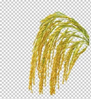 Oryza sativa oil