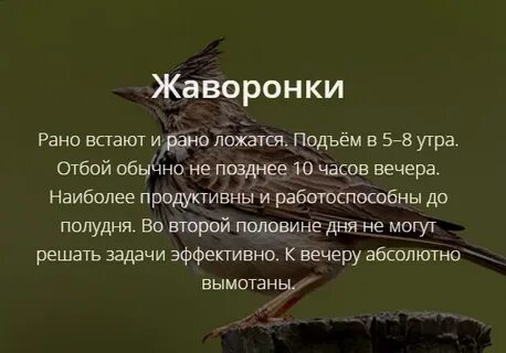 Жаворонок встает
