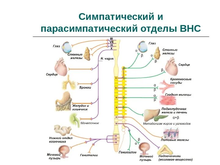 Парасимпатическая вегетативная нервная система функции. Схема симпатической и парасимпатической нервной системы. Симпатический отдел ВНС функции. Вегетативная нервная система функции симпатической системы. Парасимпатический отдел вегетативной нервной системы схема.