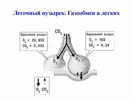 В альвеолах происходит процесс