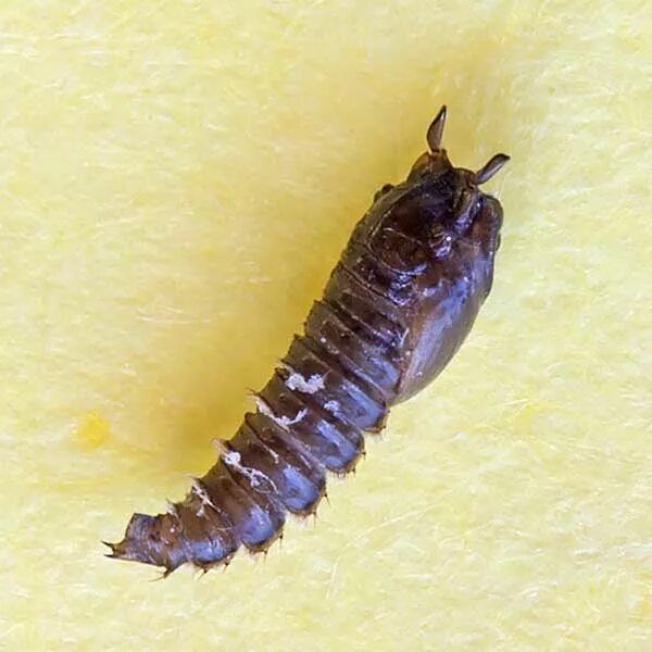 Типы личинок насекомых с полным превращением. Ручейник личинка стрекозы. Личинка. Черт личинка. Черная львинка личинки.