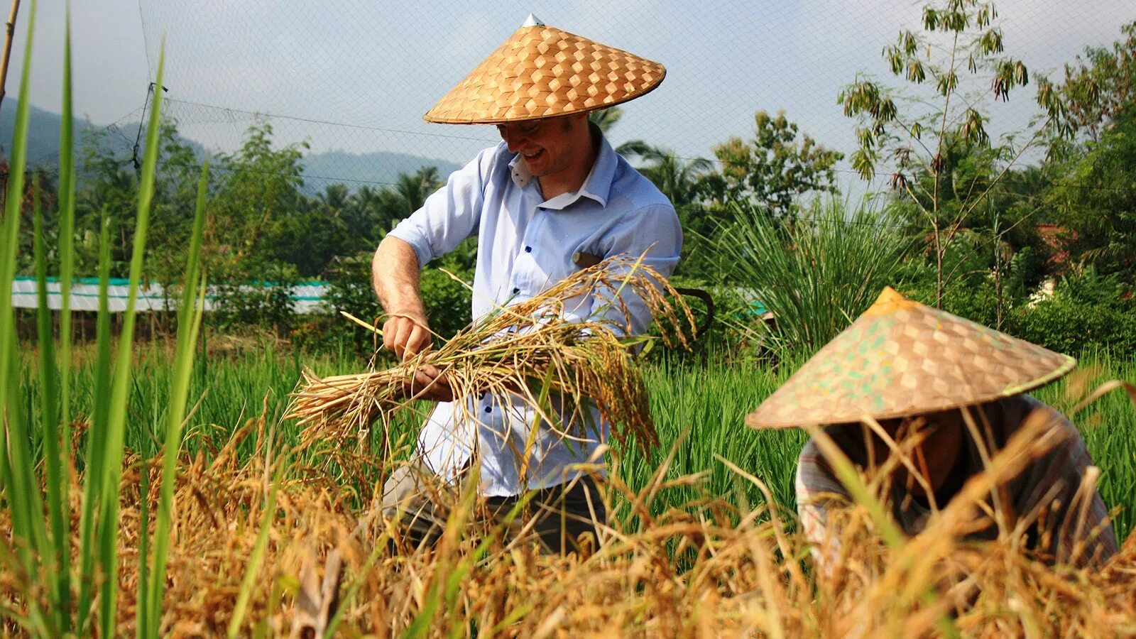 Сельское хозяйство вьетнама. Rice farmers. Сбор риса во вьетнаме. Rice farmers. Вьетнам собиратели риса.