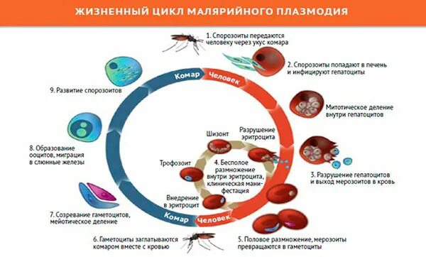 Как происходит заражение человека малярийным плазмодием. Жизненный цикл паразита малярийного плазмодия. Малярийный плазмодий стадии развития и жизненный цикл. Стадии жизненного цикла малярийного плазмодия. Этапы развития малярийного плазмодия схема.