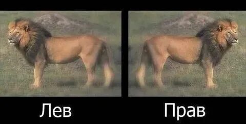 Это не тот лев
