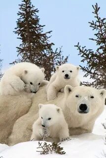 4 bears