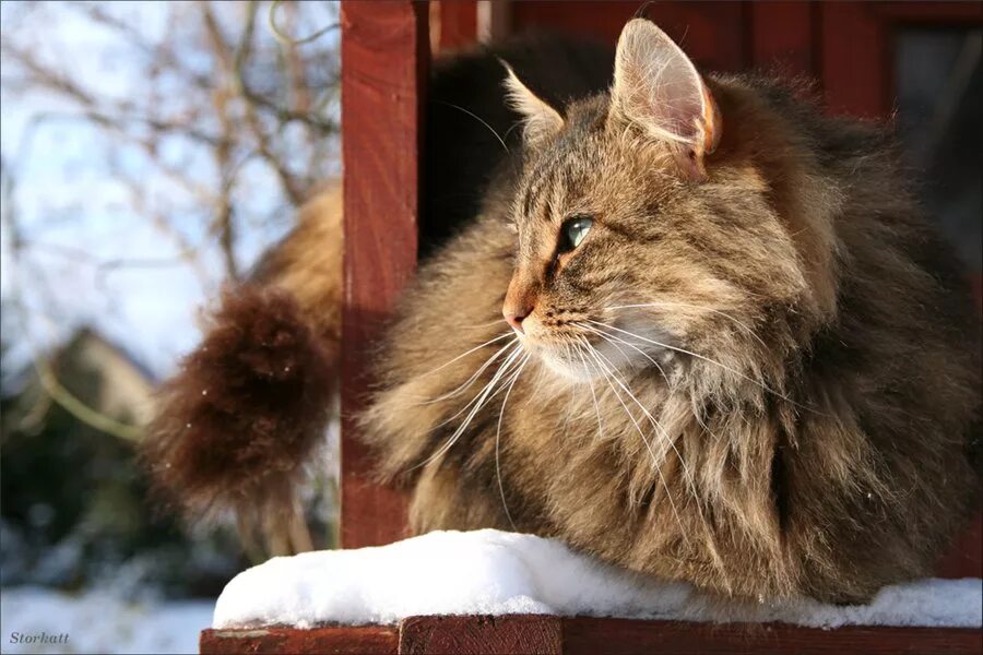 Лесная кошка купить. Порода кошек Норвежская Лесная. Норвежский Лесной кот. Норвежская Лесная кошка (Скогкэт). Норвежский Лесной кот фото.