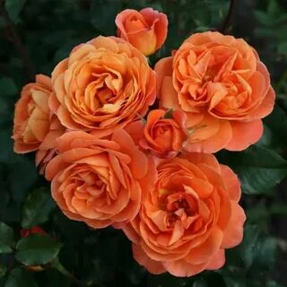 Fenix rose