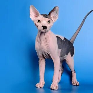 Sphinx 4
