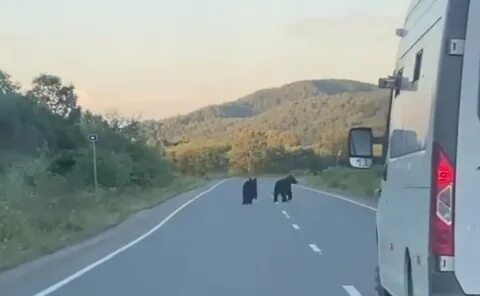 Медведь на трассе