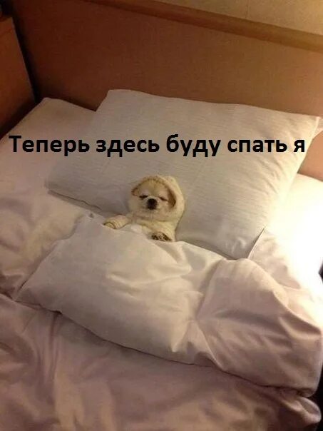 Спать юмор. Будете спать с. Коты обнимаются. Я спать картинки с надписями. Надо спать юмор.