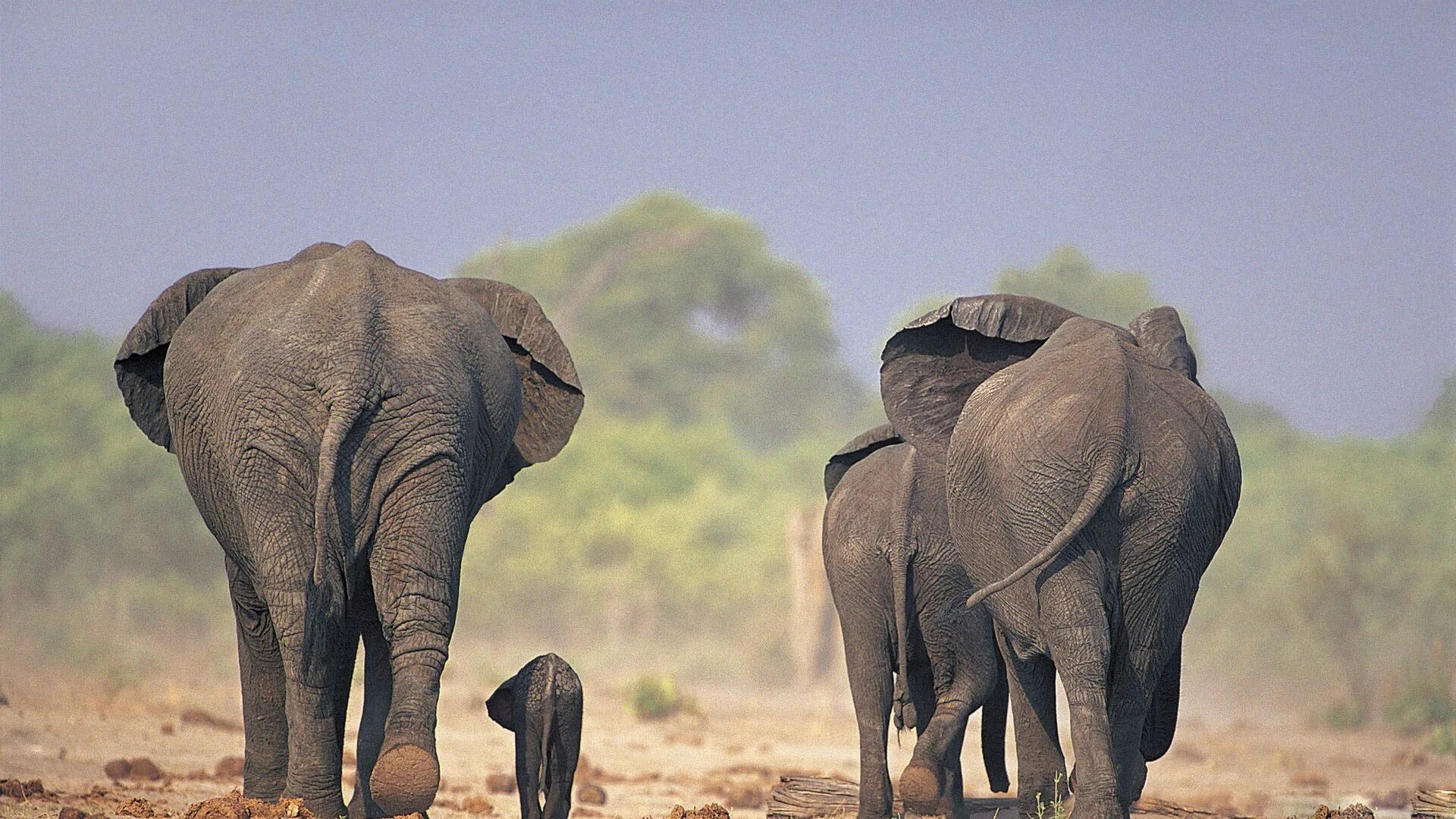 An elephant