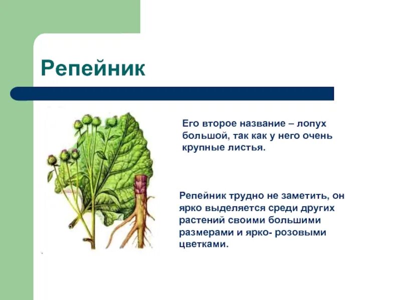 Лопух почему. Описание лопуха 2 класс. Информация о репейнике. Леп ух доклад. Лопух доклад.