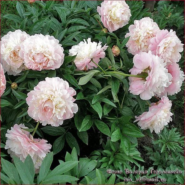 Lactiflora Norma Volz R2 Flowers BV Peonies - YouTube