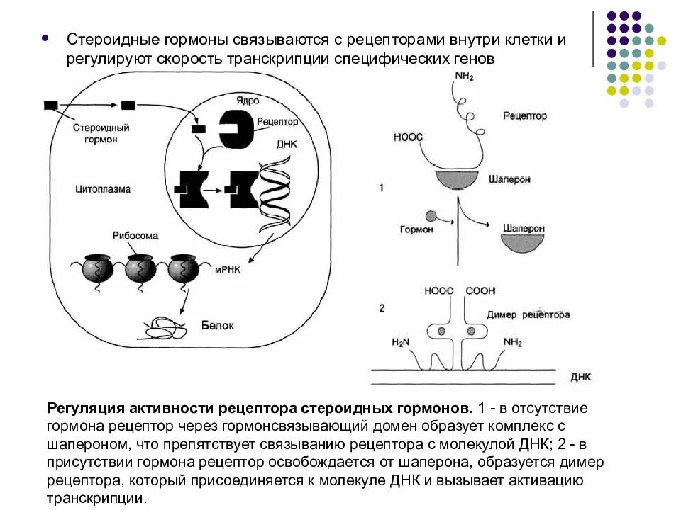 Обработка клеточной массы гормонами высаживание изолированных. Шапероны связываются с рецепторами гормонов в. Регуляция стероидных гормонов. Клеточные рецепторы для гормонов биохимия. Клетки мишени стероидных гормонов.