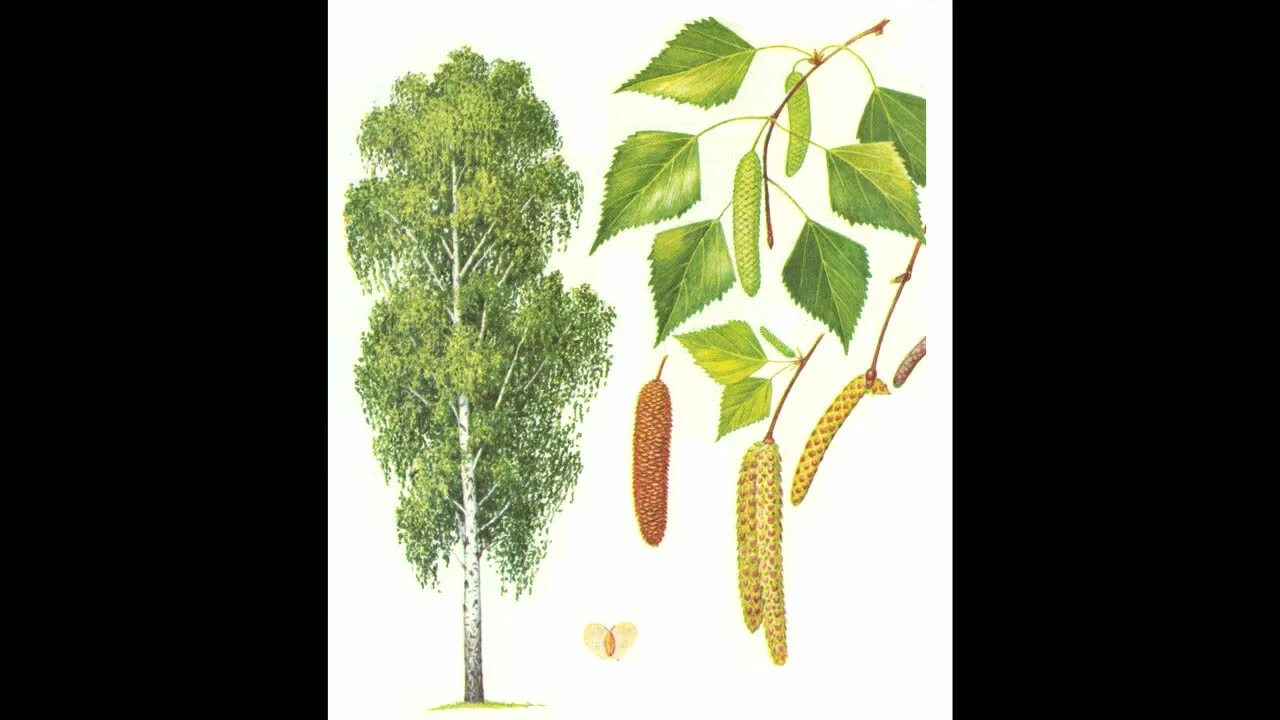 Береза простая или сложная. Береза задания для детей. Определи какой лист. Жилкование берёзы краткий ответ. Простые и сложные листья.