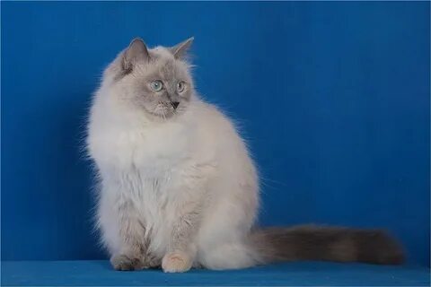 Невская маскарадная кошка окрасы