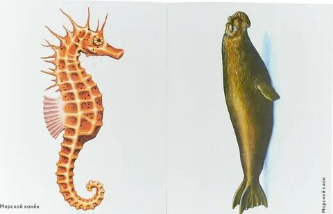 Морские животные 4 буквы