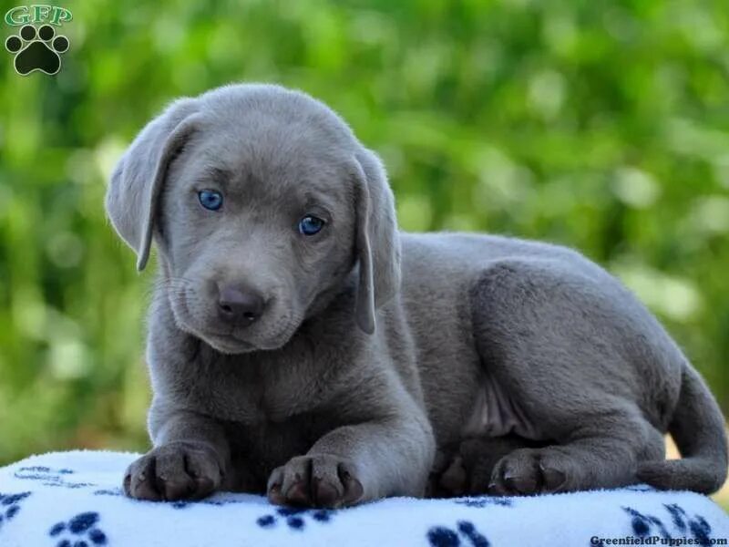 Silver lab