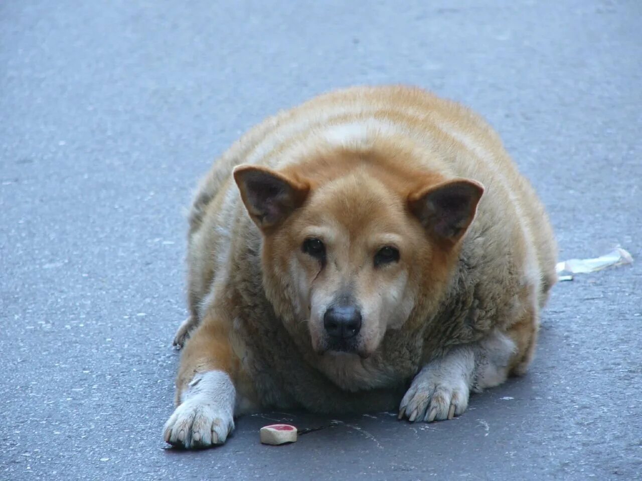 Толстая маленькая собака. Ожирение у собак. Толстая дворняга.