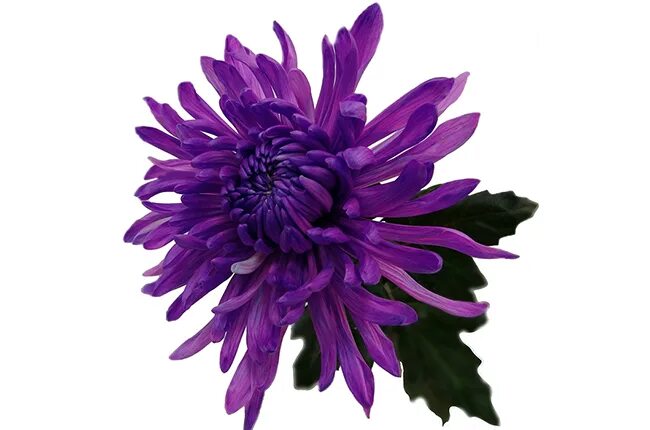 Хризантема сантини желтая. Хризантема танец огня. Хризантема кустовая стреза пурпл. Хризантема зембла лайм. Монарда красная.