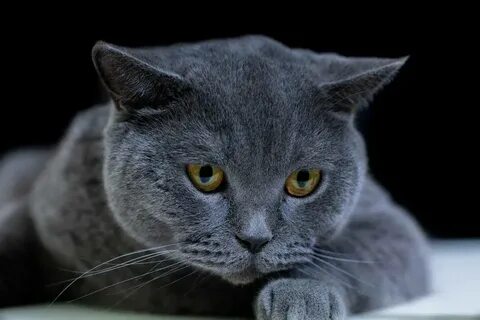 Рейтинг лучших кошек