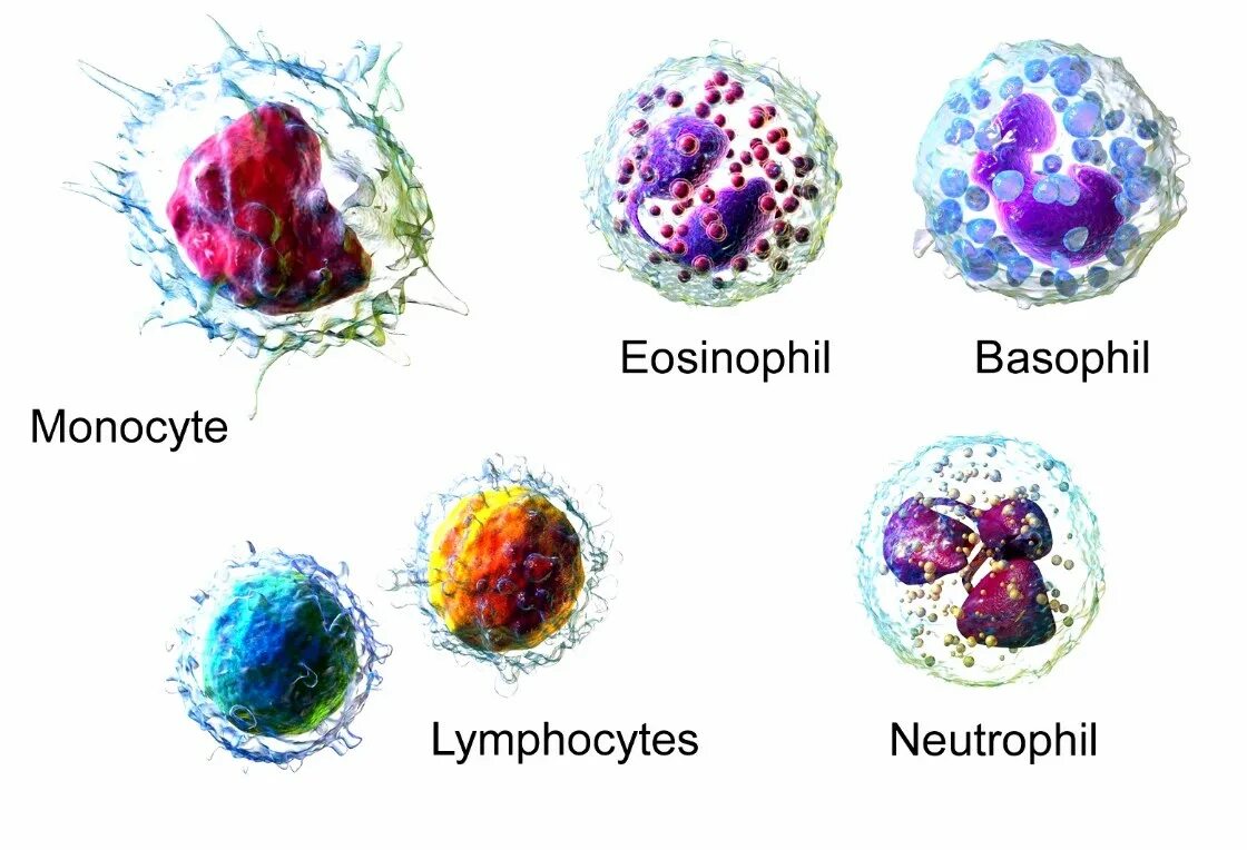 Лимфоцит, моноцит, эозинофил. Клетки крови моноциты лимфоциты гранулоциты. Базофилы эозинофилы нейтрофилы моноциты и лимфоциты. Лейкоциты фагоциты лейкоцитарная формула.