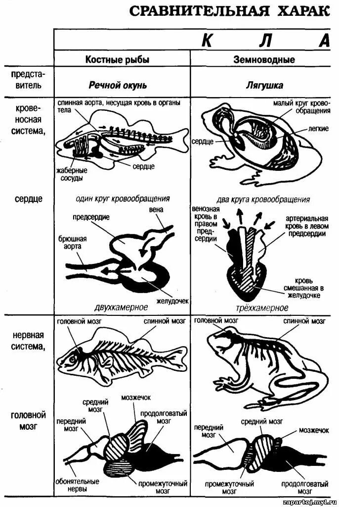 Рыба сходства и различия. Сравнение рыб и амфибий(таблица)биология 7 класс. Сравнительная характеристика класса рыбы и класса земноводные. Таблица по биологии 7 класс класс земноводные и рыбы. Таблица по биологии 7 класс рыбы амфибии рептилии.