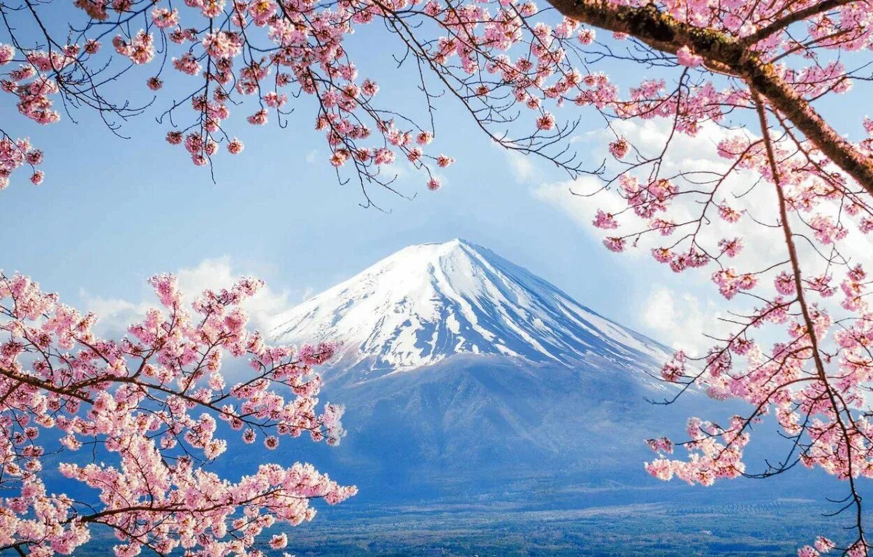 Гора Фудзияма в Японии. Гора Фудзияма и Сакура. Япония гора Фудзияма и Сакура. Корея черри блоссом. Сакура остров