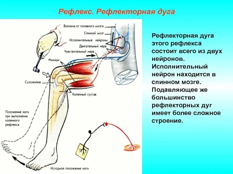 Глотательный рефлекс рефлекторная дуга. Структуры рефлекторной дуги коленного рефлекса. Простая рефлекторная дуга разгибательного коленного рефлекса. Строение рефлекторной дуги.