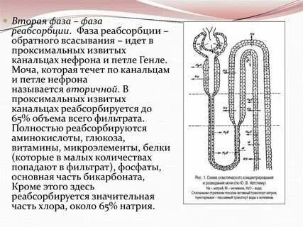 Реабсорбция и секреция