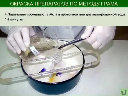 Окрашивание препарата