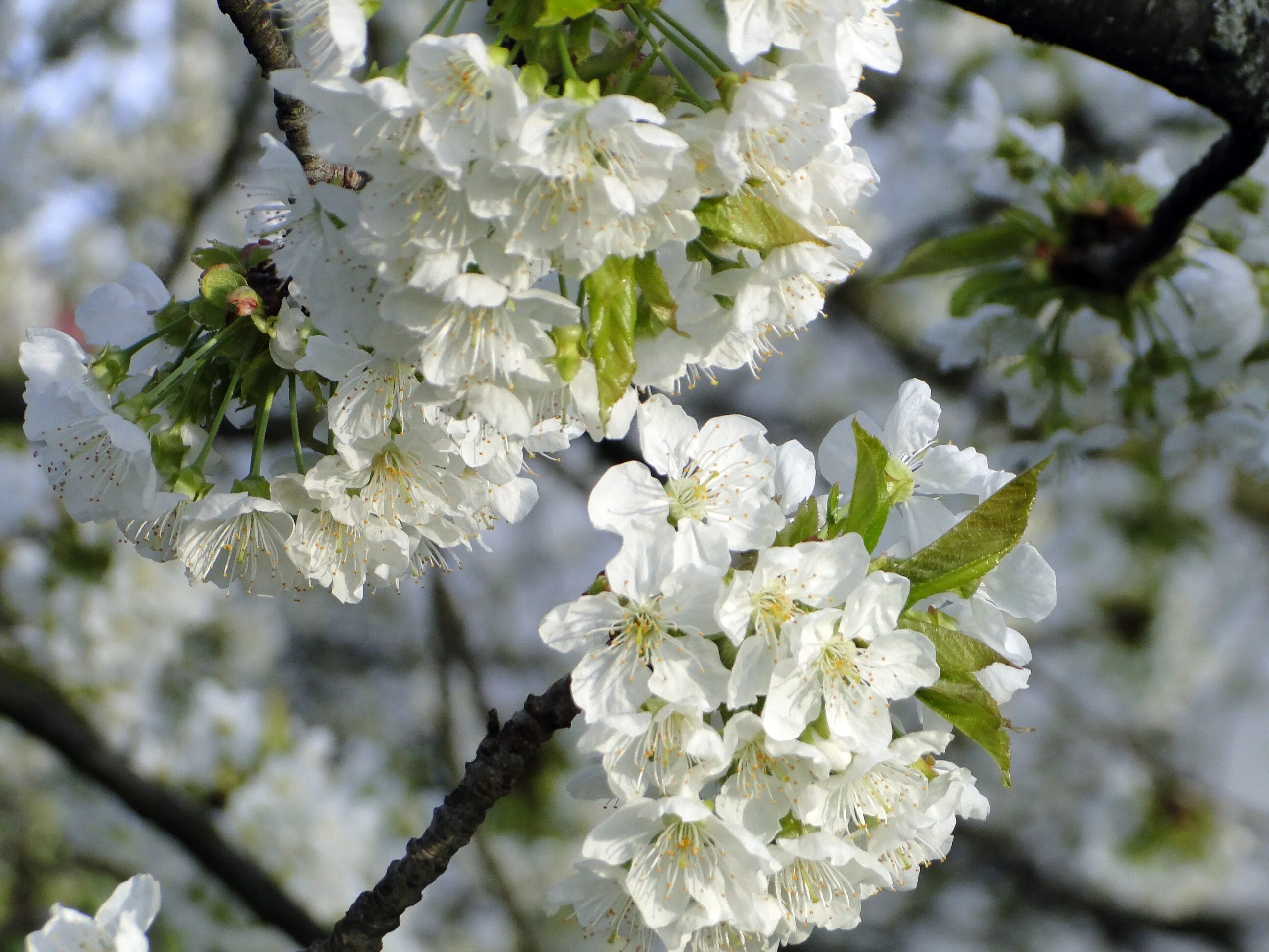 White blossoms. Вишня Максимовича цветение. Вишня дерево цветет. Цветущая вишня дерево. Цветущая черешня.