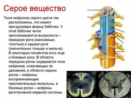 Какими нейронами образовано серое вещество мозга