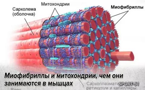 Митохондрии мышечной