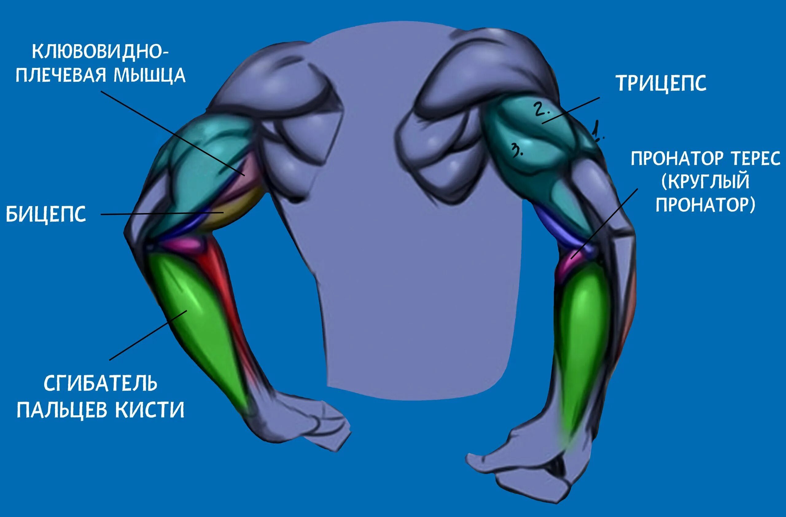 Трицепс мышца. Бицепс и трицепс анатомия. Строение руки бицепс трицепс. Мышцы рук бицепс трицепс. Мышцы бицепса и трицепса анатомия.