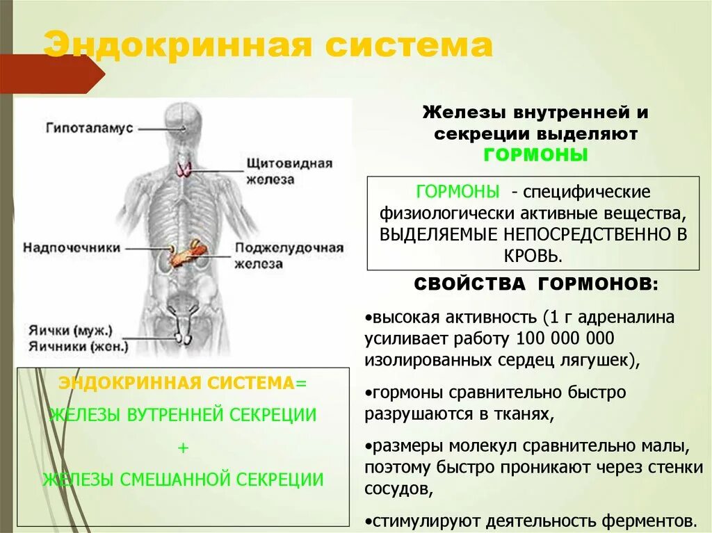 Функции эндокринная система железы внутренней секреции. Что выделяют железы внутренней секреции в эндокринной системе. Железы внутренней секреции и выделяемые ими гормоны таблица. Железы внутренней секреции выделяют вещества в. Эндокринная система человека гормоны