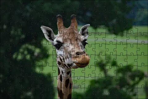 Giraffes long necks